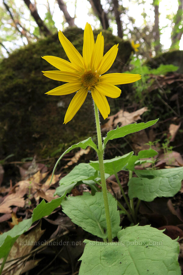 heart-leaf arnica (Arnica cordifolia) [Lower Table Rock Trail, Jackson County, Oregon]