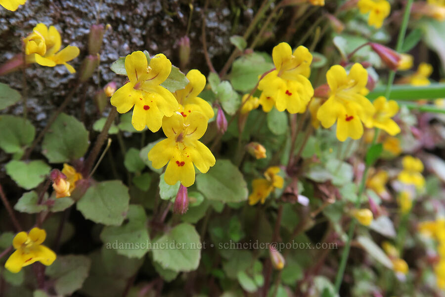 chickweed monkeyflower (Erythranthe alsinoides (Mimulus alsinoides)) [Lower Table Rock Trail, Jackson County, Oregon]