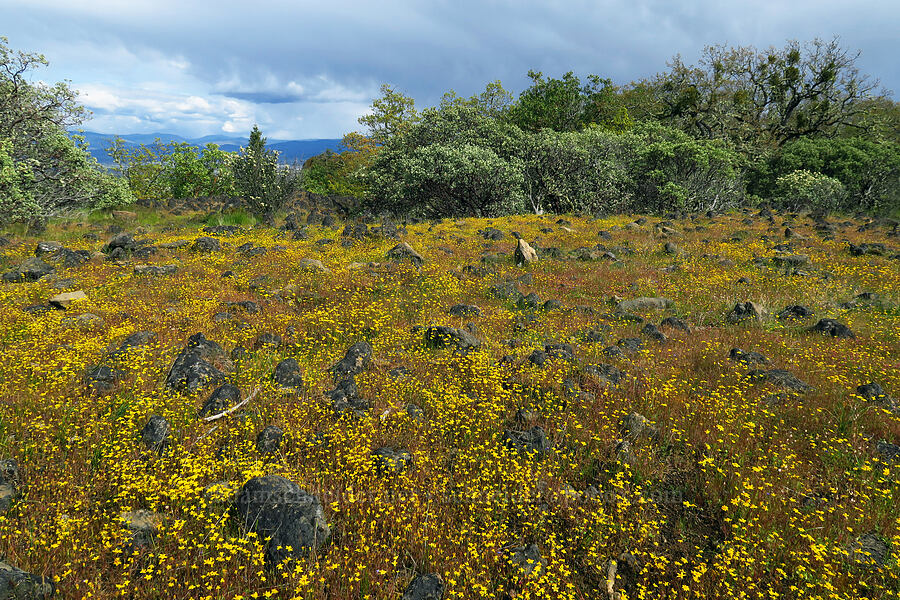 gold-fields (Lasthenia californica) [Lower Table Rock, Jackson County, Oregon]