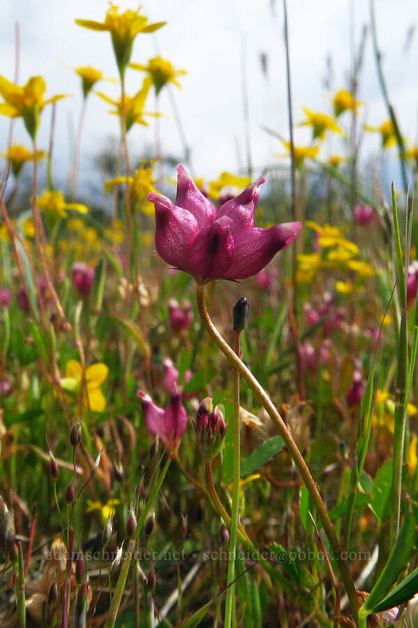 poverty clover (cow's-udder clover) (Trifolium depauperatum) [Lower Table Rock, Jackson County, Oregon]