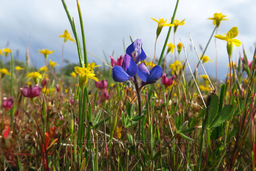 bi-colored lupine, gold-fields, & cow's udder clover (Lupinus bicolor, Lasthenia californica, Trifolium depauperatum) [Lower Table Rock, Jackson County, Oregon]