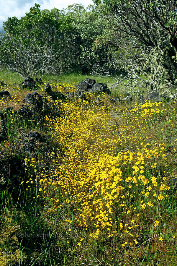 gold-fields (Lasthenia californica) [Lower Table Rock, Jackson County, Oregon]