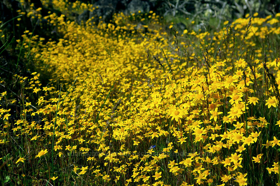 gold-fields (Lasthenia californica) [Lower Table Rock, Jackson County, Oregon]