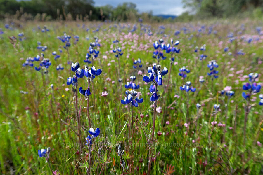 bi-colored lupine (Lupinus bicolor) [Lower Table Rock, Jackson County, Oregon]