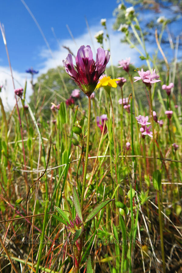 tomcat clover (Trifolium willdenovii) [Lower Table Rock, Jackson County, Oregon]
