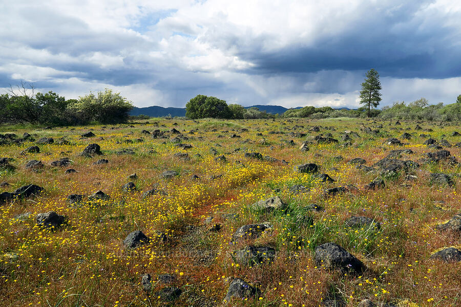 gold-fields, rain clouds, & basalt (Lasthenia californica) [Lower Table Rock, Jackson County, Oregon]