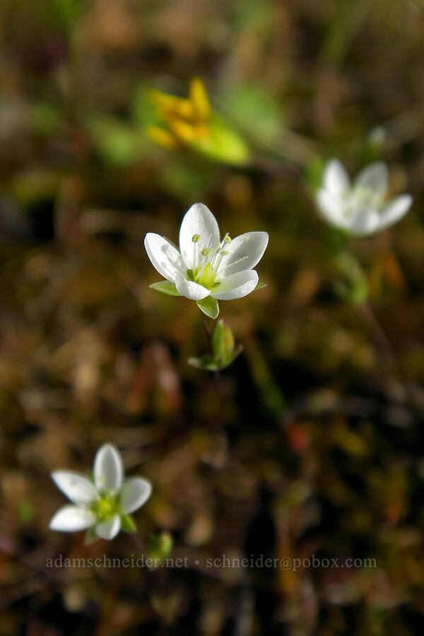 California sandwort (Minuartia californica (Sabulina californica)) [Lower Table Rock, Jackson County, Oregon]