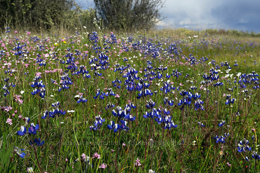 bi-colored lupines & rosy plectritis (Lupinus bicolor, Plectritis congesta) [Lower Table Rock, Jackson County, Oregon]