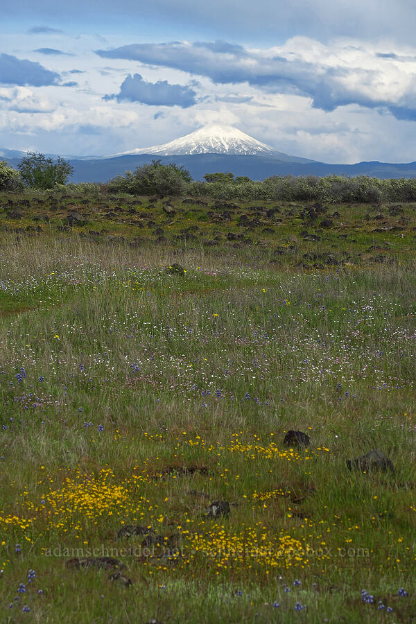 wildflowers & Mount McLoughlin [Lower Table Rock, Jackson County, Oregon]
