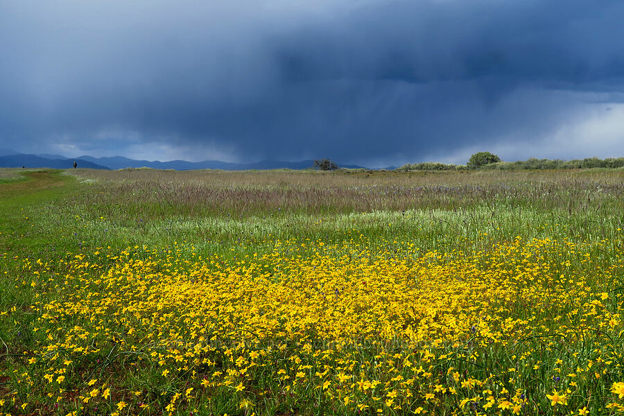 gold-fields & rain clouds (Lasthenia californica) [Lower Table Rock, Jackson County, Oregon]