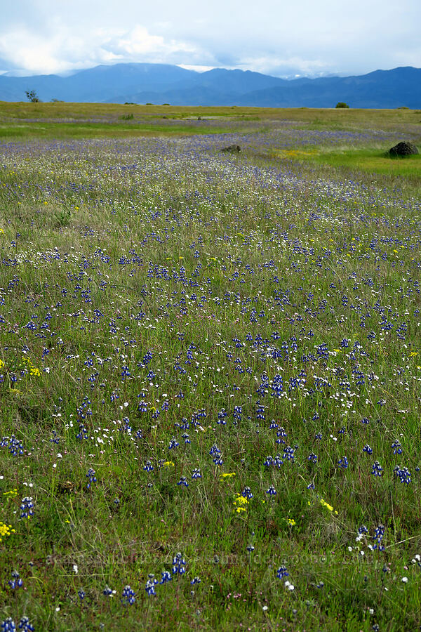 wildflowers [Lower Table Rock, Jackson County, Oregon]