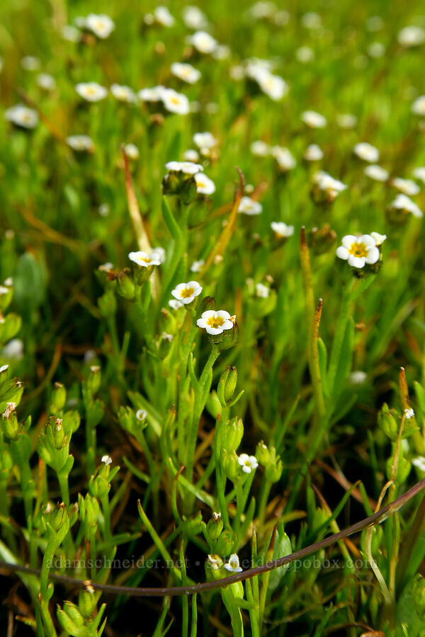 rusty popcorn flower (Plagiobothrys nothofulvus) [Lower Table Rock, Jackson County, Oregon]