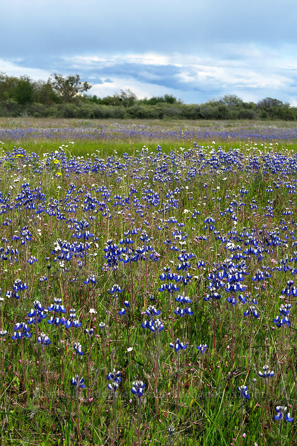 wildflowers [Lower Table Rock, Jackson County, Oregon]