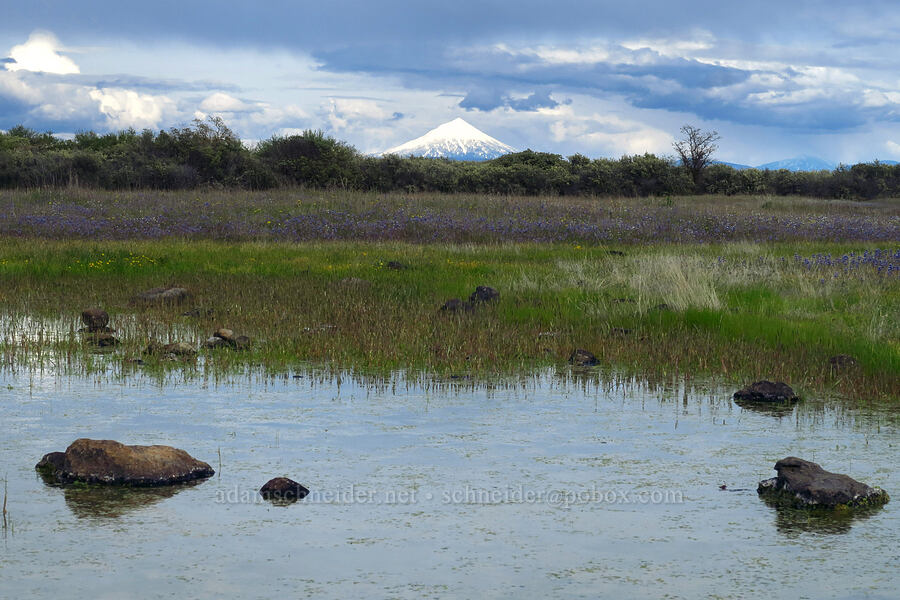 Mount McLoughlin & a vernal pool [Lower Table Rock, Jackson County, Oregon]