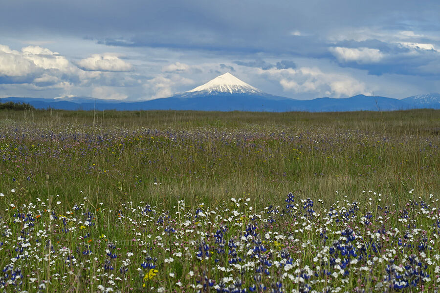 wildflowers & Mount McLoughlin [Lower Table Rock, Jackson County, Oregon]