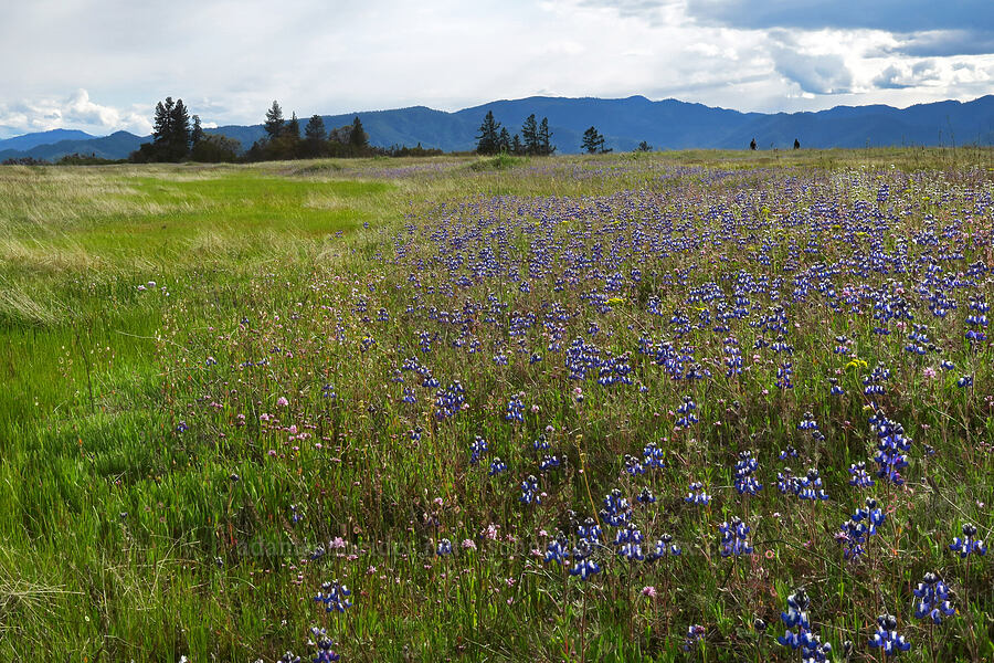 wildflowers [Lower Table Rock, Jackson County, Oregon]