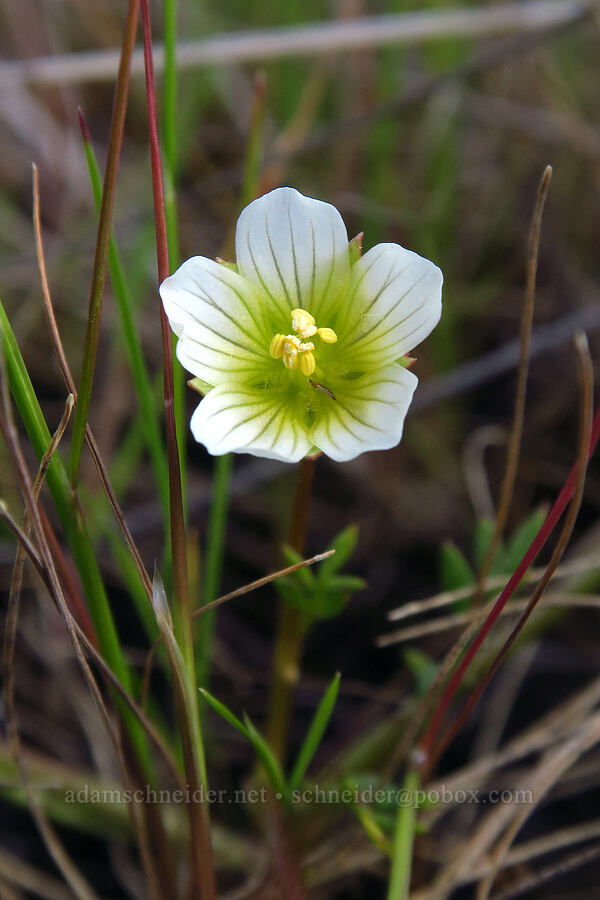 dwarf meadow-foam (Limnanthes floccosa ssp. pumila (Limnanthes pumila)) [Lower Table Rock, Jackson County, Oregon]