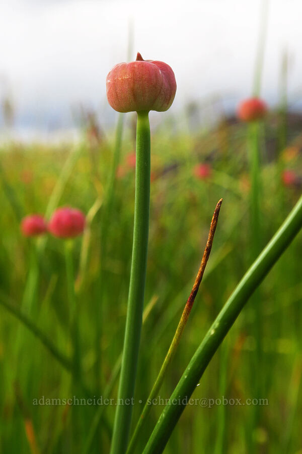 slim-leaf onion, budding (Allium amplectens) [Lower Table Rock, Jackson County, Oregon]