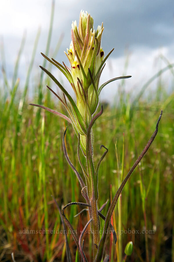 narrow-leaf owl's-clover (valley tassels) (Castilleja attenuata (Orthocarpus attenuatus)) [Lower Table Rock, Jackson County, Oregon]