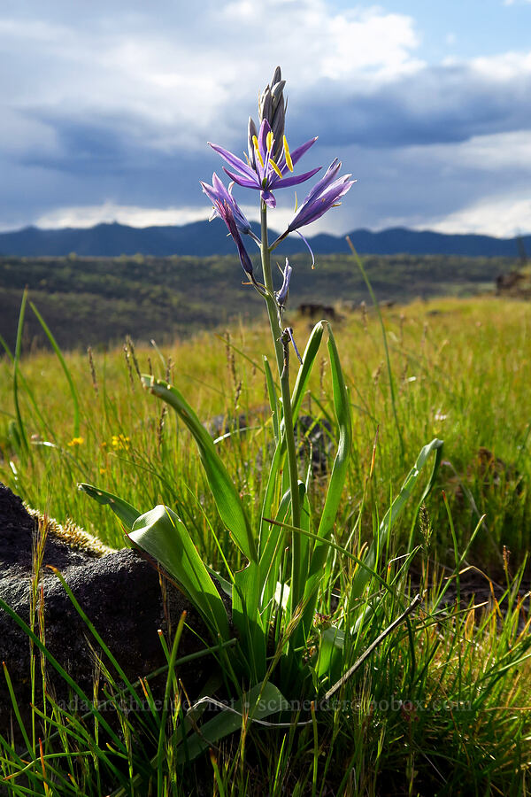 great camas (Camassia leichtlinii ssp. suksdorfii) [Lower Table Rock, Jackson County, Oregon]