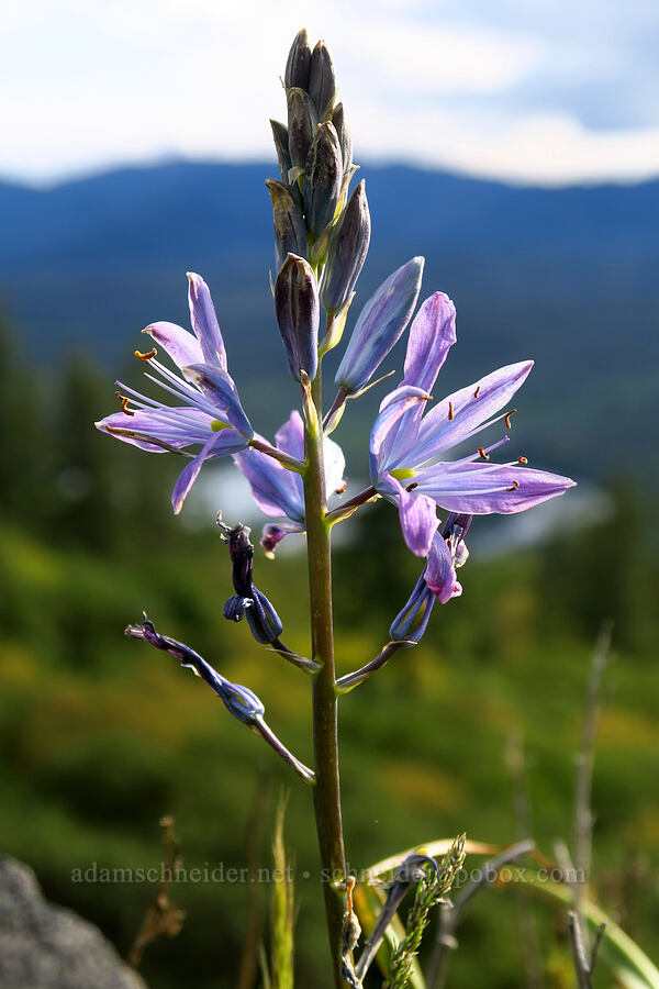 great camas (Camassia leichtlinii ssp. suksdorfii) [Lower Table Rock, Jackson County, Oregon]