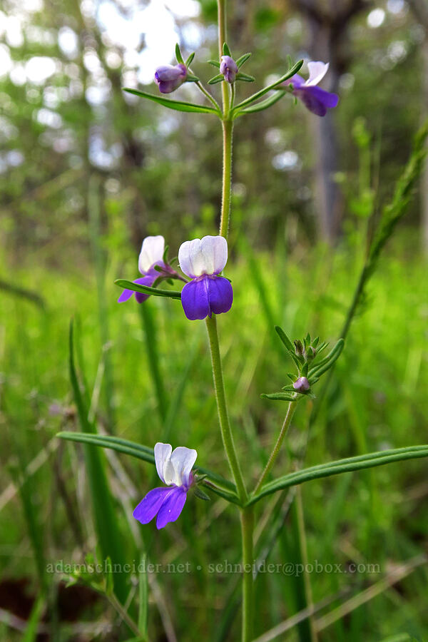narrow-leaf blue-eyed-mary (Collinsia linearis) [Lower Table Rock, Jackson County, Oregon]