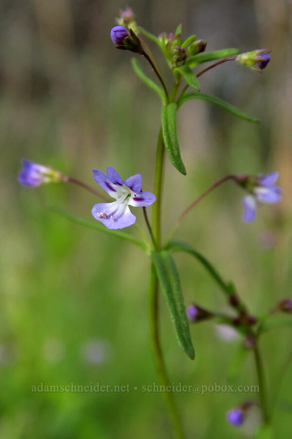 small-flowered tonella (Tonella tenella) [Lower Table Rock, Jackson County, Oregon]