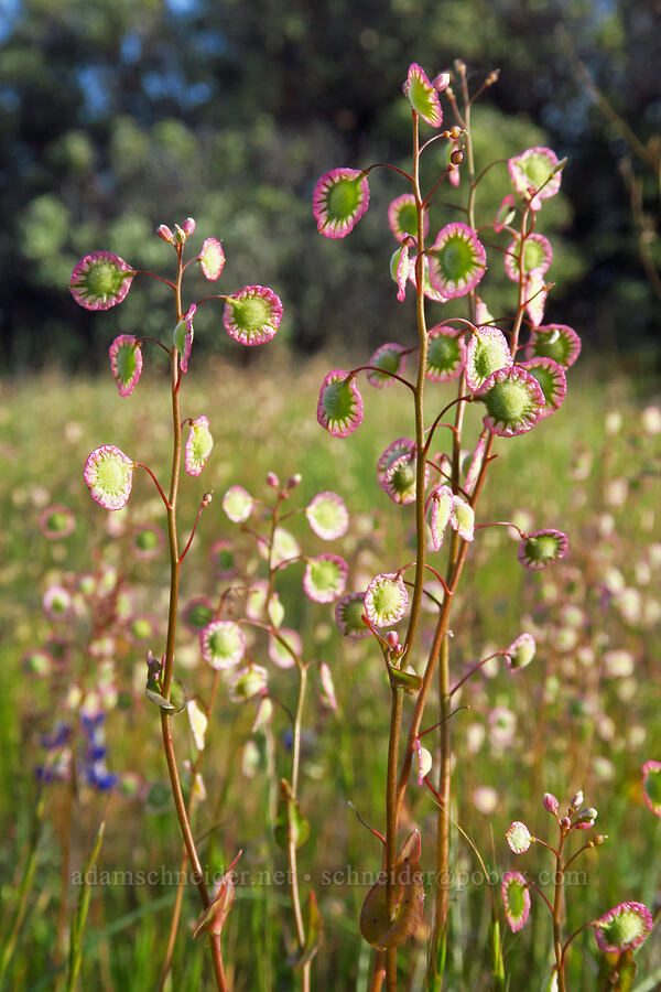large fringe-pod (Thysanocarpus radians) [Lower Table Rock, Jackson County, Oregon]