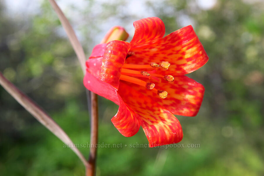 scarlet fritillary (red bells) (Fritillaria recurva) [Lower Table Rock, Jackson County, Oregon]