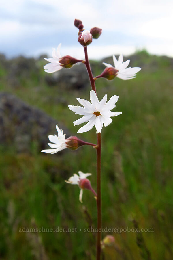 prairie star (Lithophragma sp.) [Lower Table Rock, Jackson County, Oregon]