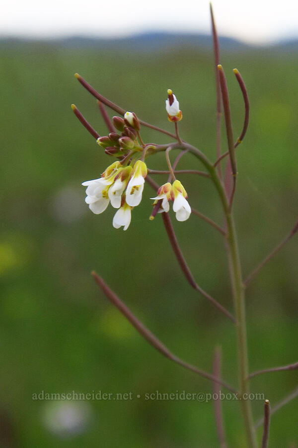 thale-cress (mouse-ear cress) (Arabidopsis thaliana (Arabis thaliana)) [Lower Table Rock, Jackson County, Oregon]