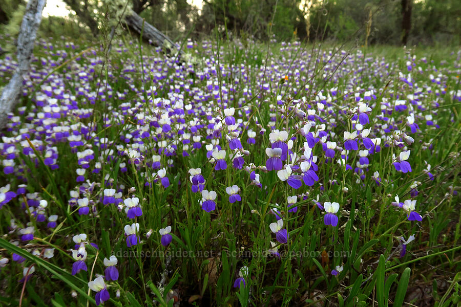 narrow-leaf blue-eyed-mary (Collinsia linearis) [Lower Table Rock, Jackson County, Oregon]