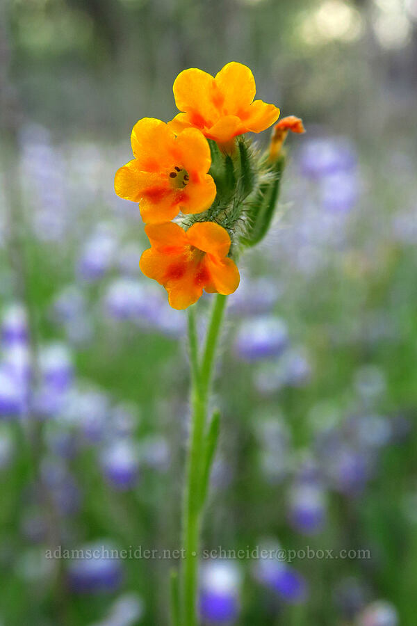 Menzies' fiddleneck (Amsinckia menziesii) [Lower Table Rock, Jackson County, Oregon]