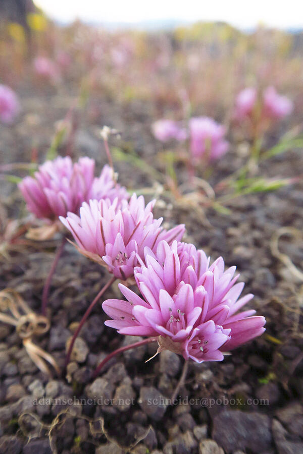 Cascade onion (Allium cratericola) [Lower Table Rock, Jackson County, Oregon]
