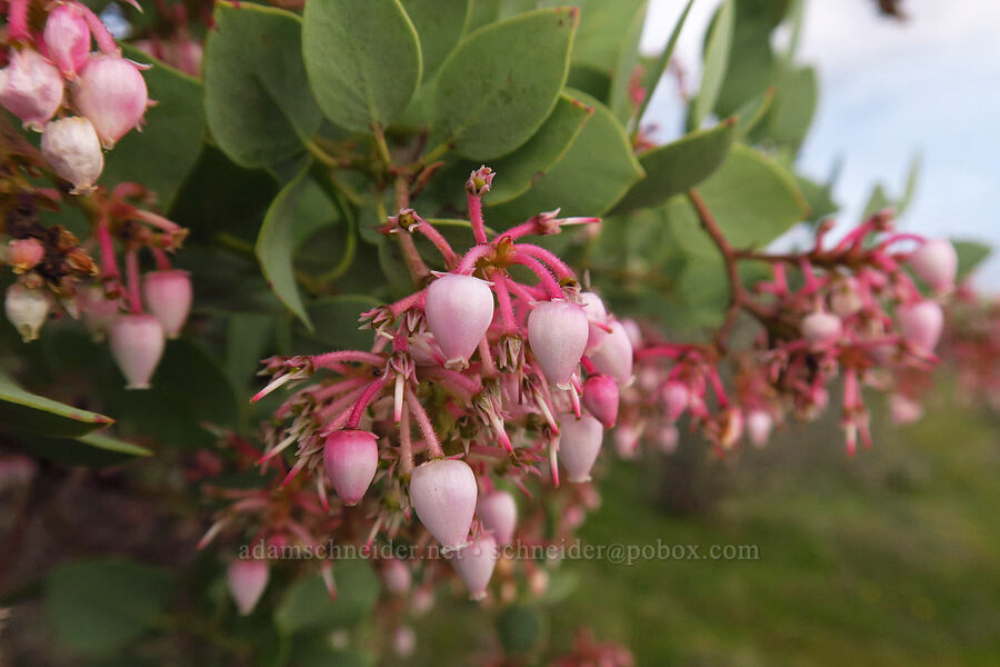 white-leaf manzanita (Arctostaphylos viscida) [Lower Table Rock, Jackson County, Oregon]