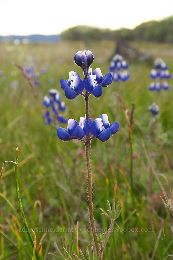 bi-colored lupine (Lupinus bicolor) [Lower Table Rock, Jackson County, Oregon]