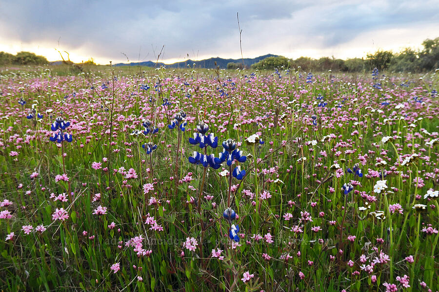 wildflowers [Lower Table Rock, Jackson County, Oregon]