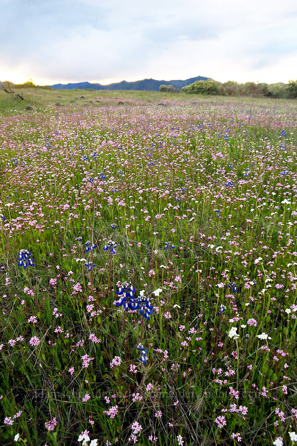 wildflowers [Lower Table Rock, Jackson County, Oregon]