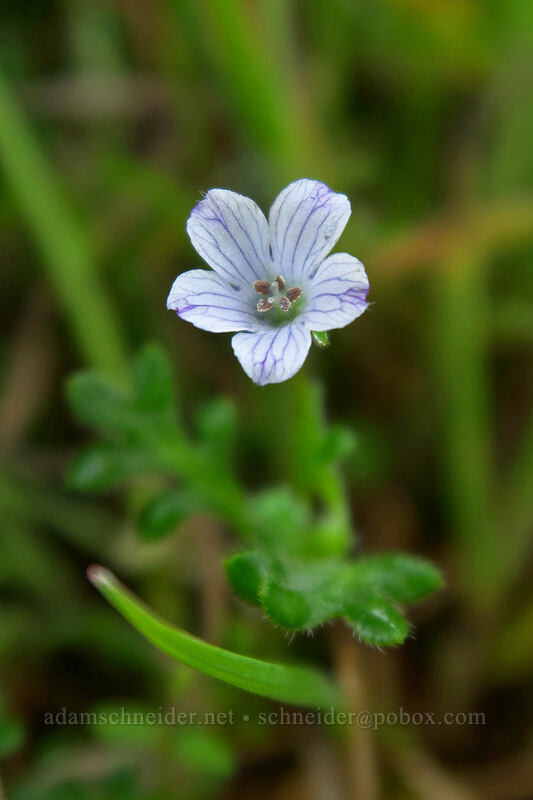 meadow nemophila (Nemophila pedunculata) [above Rowena Dell, Wasco County, Oregon]