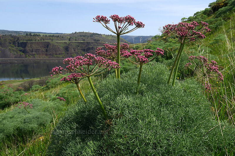 Columbia desert parsley (Lomatium columbianum) [above Rowena Dell, Wasco County, Oregon]