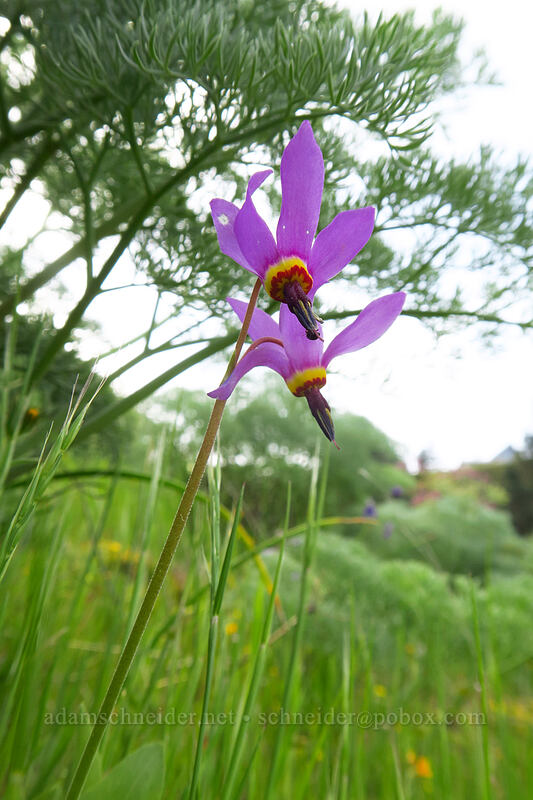 poet's shooting stars (Dodecatheon poeticum (Primula poetica)) [above Rowena Dell, Wasco County, Oregon]
