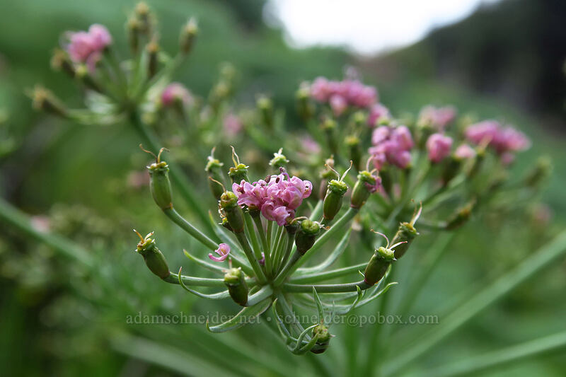 Columbia desert parsley (Lomatium columbianum) [above Rowena Dell, Wasco County, Oregon]