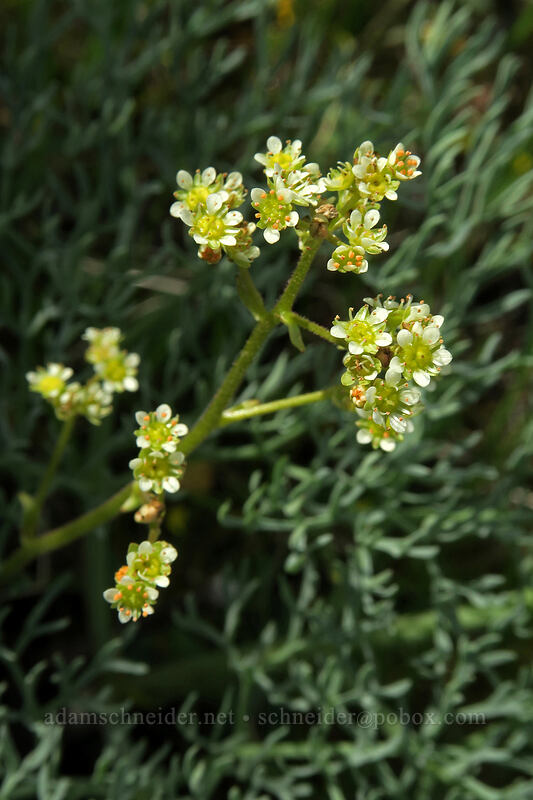 whole-leaf saxifrage (Micranthes integrifolia (Saxifraga integrifolia)) [above Rowena Dell, Wasco County, Oregon]