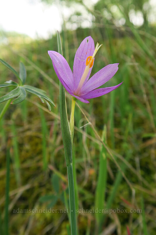 grass widow (Olsynium douglasii) [above Rowena Dell, Wasco County, Oregon]