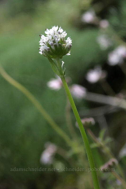 white plectritis (Plectritis macrocera) [above Rowena Dell, Wasco County, Oregon]
