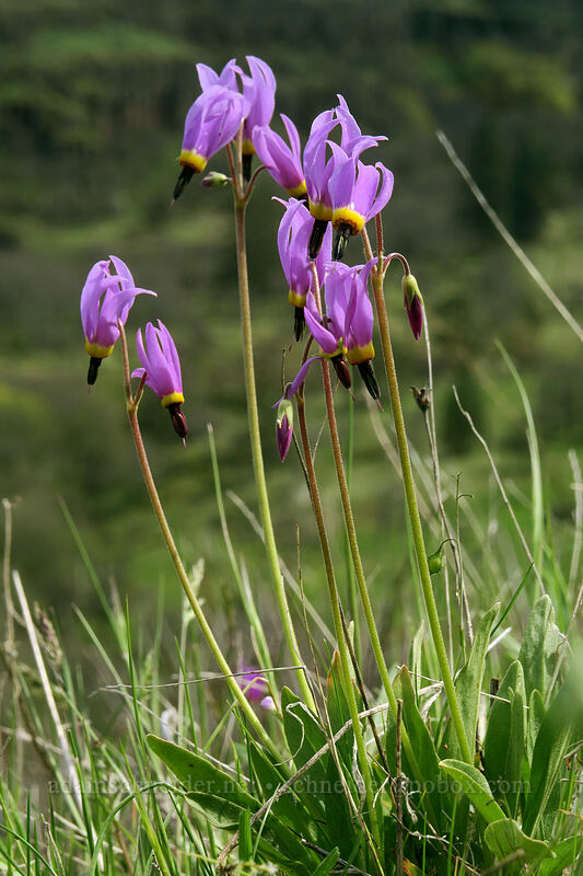poet's shooting stars (Dodecatheon poeticum (Primula poetica)) [above Rowena Dell, Wasco County, Oregon]