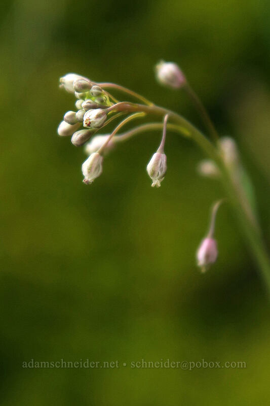 fringe-pod flowers (Thysanocarpus curvipes) [above Rowena Dell, Wasco County, Oregon]