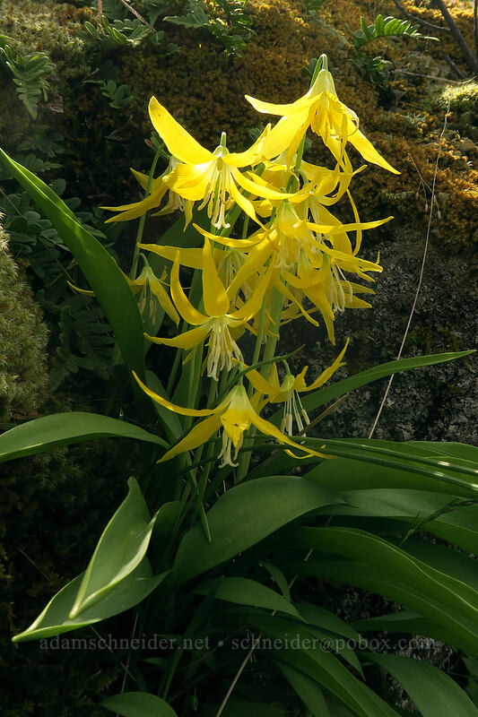 glacier lilies (Erythronium grandiflorum) [above Rowena Dell, Wasco County, Oregon]