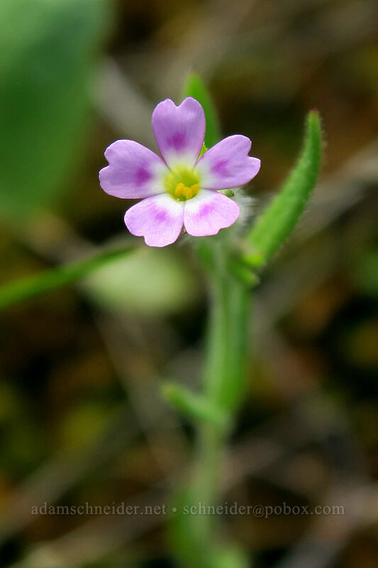 slender phlox (Microsteris gracilis (Phlox gracilis)) [above Rowena Dell, Wasco County, Oregon]