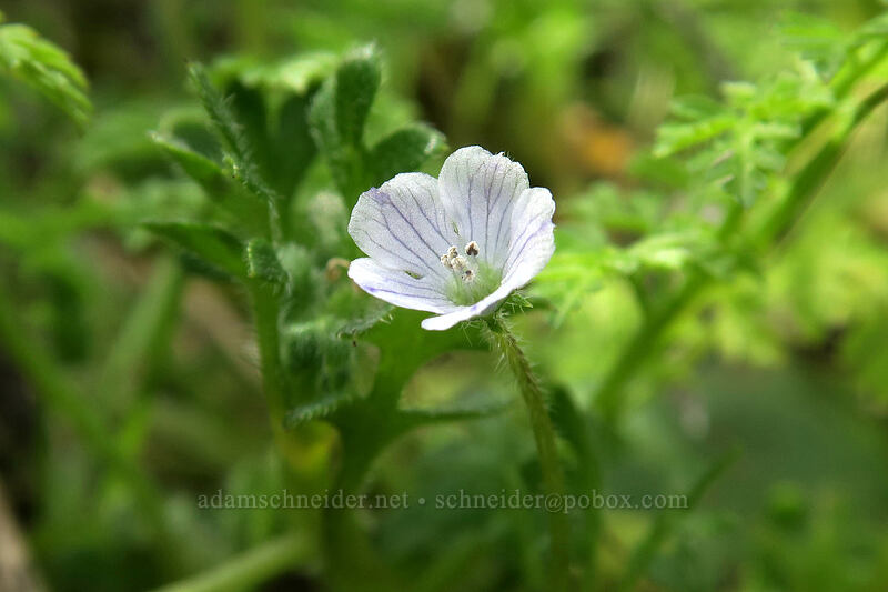 meadow nemophila (Nemophila pedunculata) [above Rowena Dell, Wasco County, Oregon]